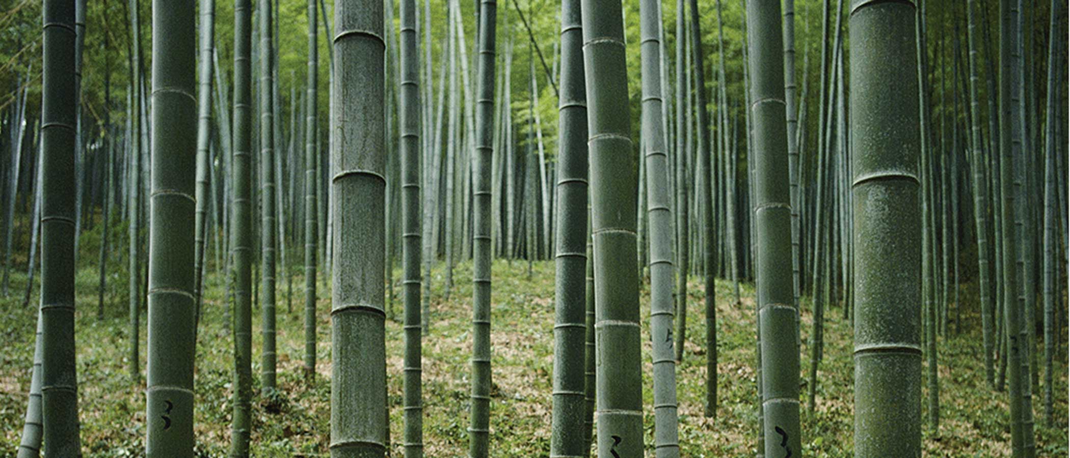 A bamboo forest.
