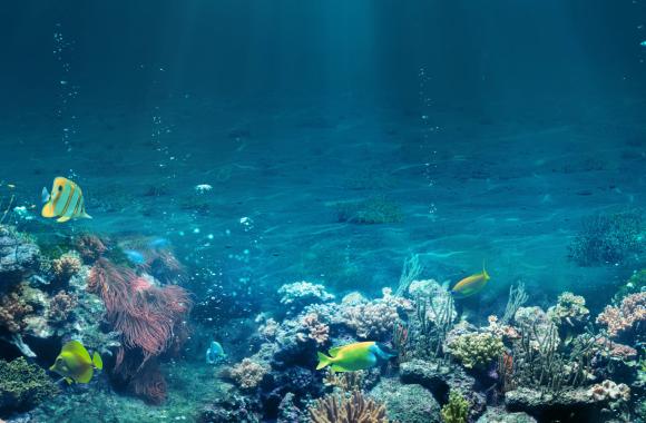 Ocean floor with coral and fish